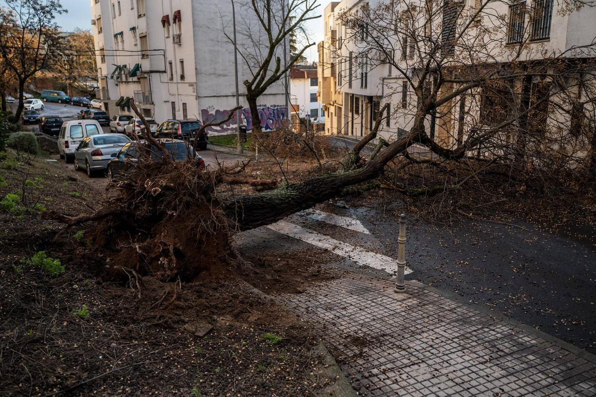 Fotogalería | El temporal en Cáceres, más imágenes