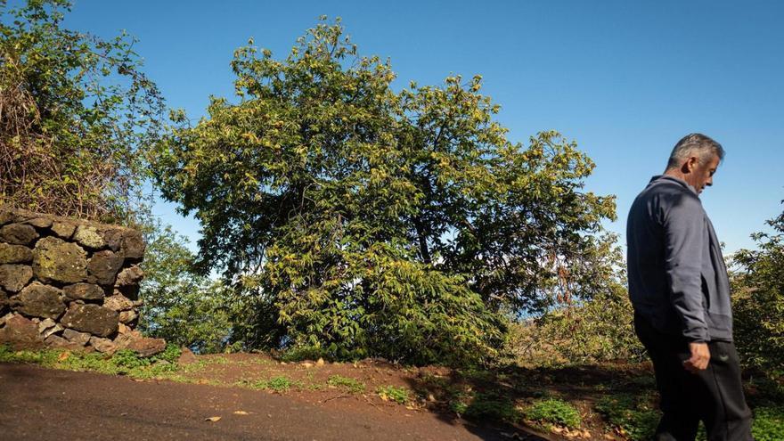 Un agricultor camina por una finca de castaños, en Tenerife. |