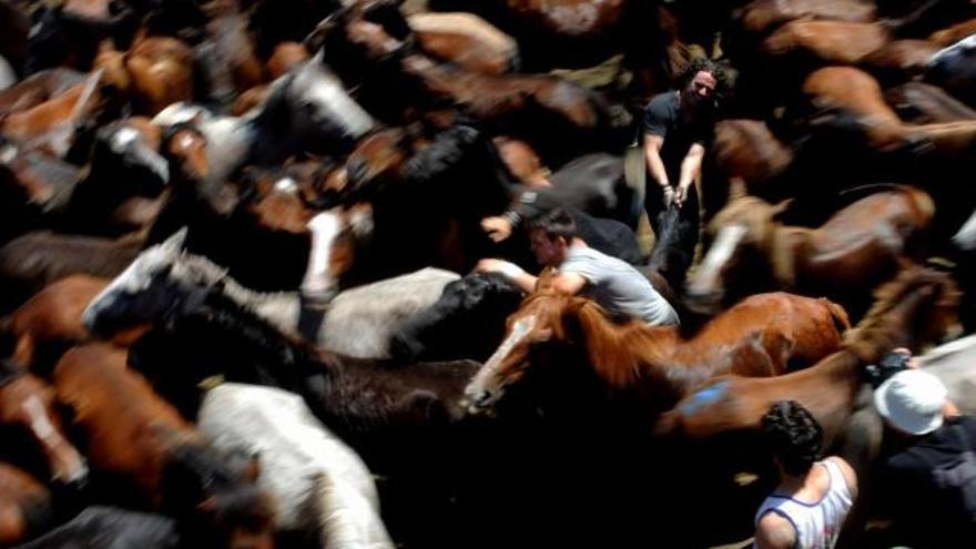 Los aloitadores de Sabucedo volvieron a dar ayer lo mejor de sí mismos en el curro solidario para dominar a las bravas reses. // Bernabé/Javier Lalín