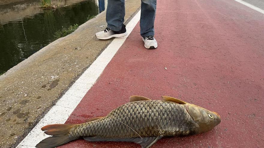 El fons del canal que desaigua en la Gola està ple de tota mena de peixos morts propis de la zona. | MÒNICA MIRA