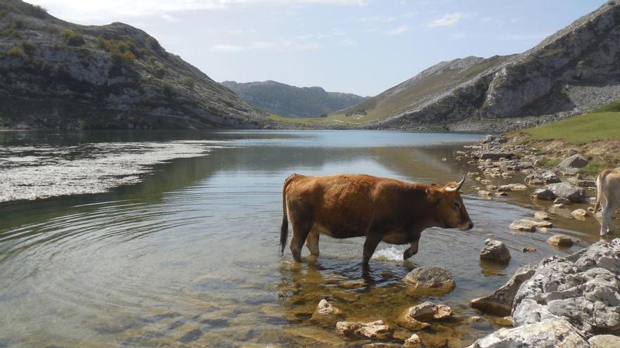 Una vaca casina en el lago Enol.