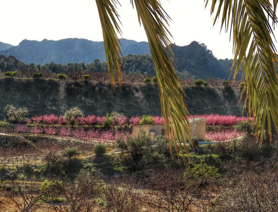 Y llegó la Floración, un manto de colores