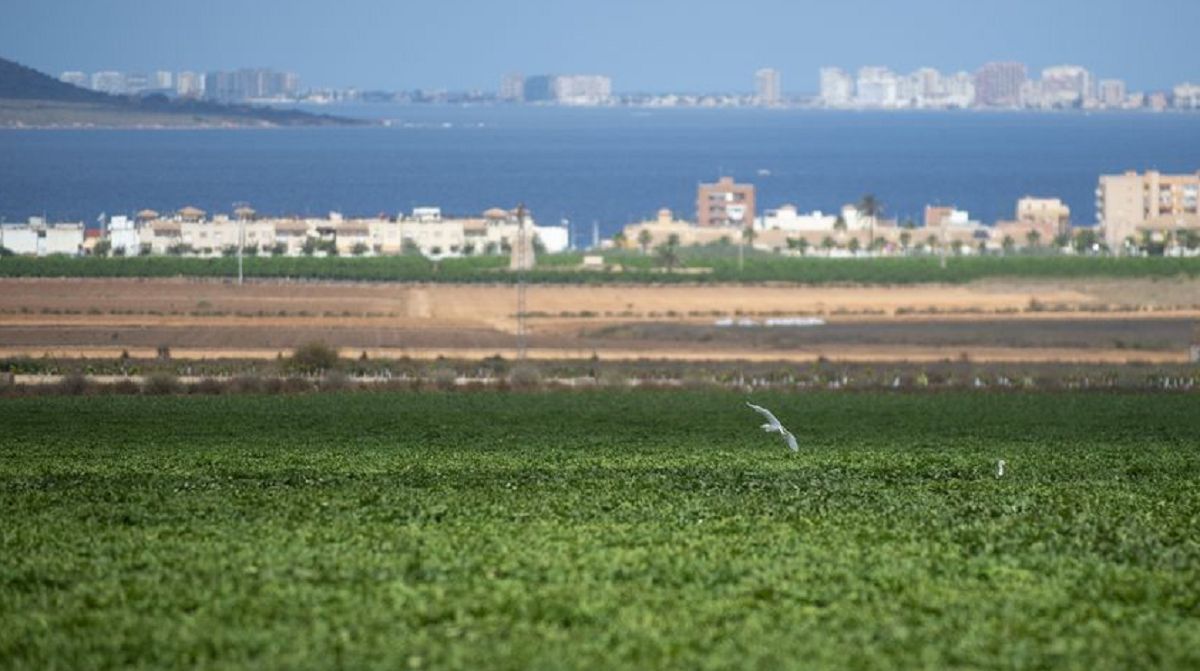 Una finca agrícola en producción frente al Mar Menor.