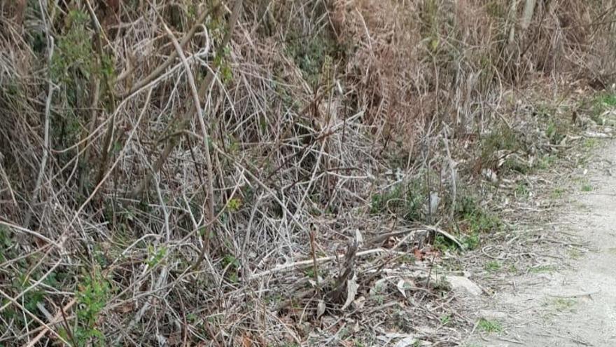 Matan unas ovejas en Vilagarcía y arrojan sus restos al monte