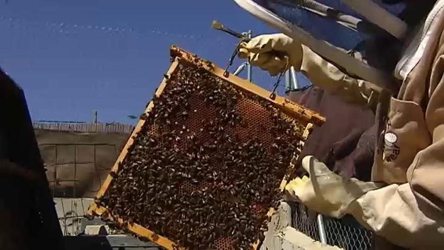 Dos años conviviendo con 80.000 abejas en la pared del dormitorio