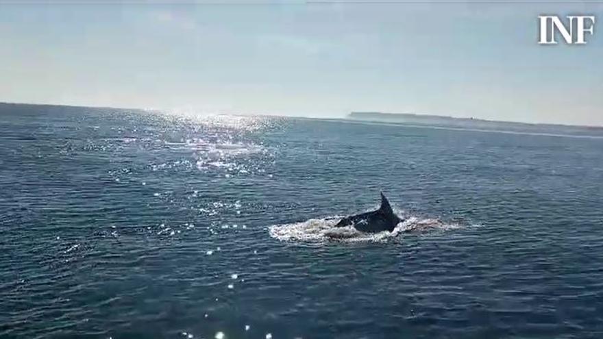 Dos grupos de delfines juegan alrededor de un velero entre Arenales y San Gabriel, en Alicante