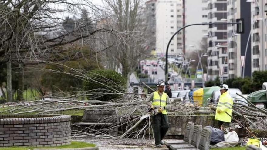 Técnicos de Cespa podan los últimos árboles en la parte final de la avenida de Castelao.  // J. Lores