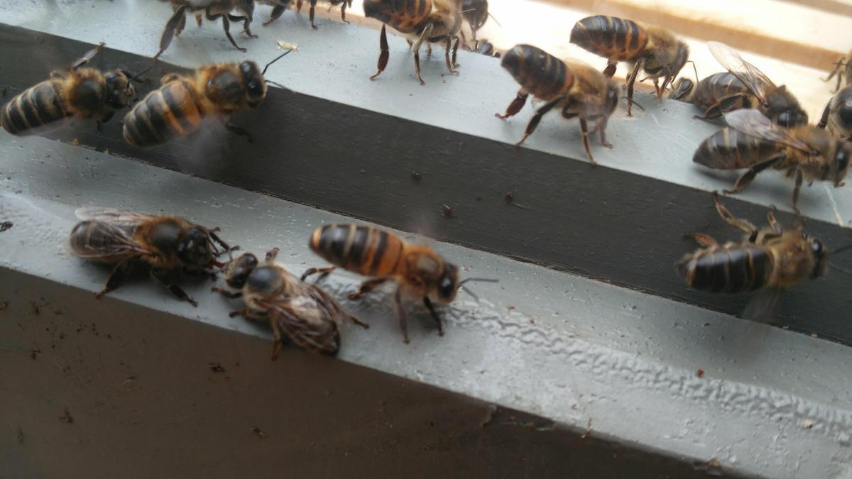 Abejas en una colmena