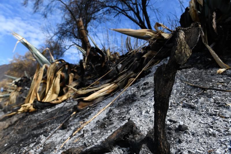 15-10-19 SUPLEMENTOS. ZONA CUMBRERA. ZONA CUMBRERA. Reportaje zonas quemadas tras dos meses. Reportaje triple entrega sobre el paisaje quemado, al cumplirse dos meses. La primera parte será Los tesosos de la Cumbre, en plan más positivo, con los brotes verdes, lugares que visitar. Un segundo con los héroes sin capa, sus protagonistas y una tercera con Lo que el fuego se llevó o Lo perdido, la parte más triste.  Fotos: Juan Castro.  | 15/10/2019 | Fotógrafo: Juan Carlos Castro