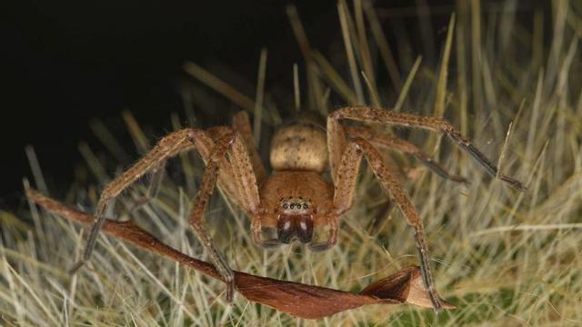 Ejemplar de cazadora dorada fotografiada en Sant Rafel.