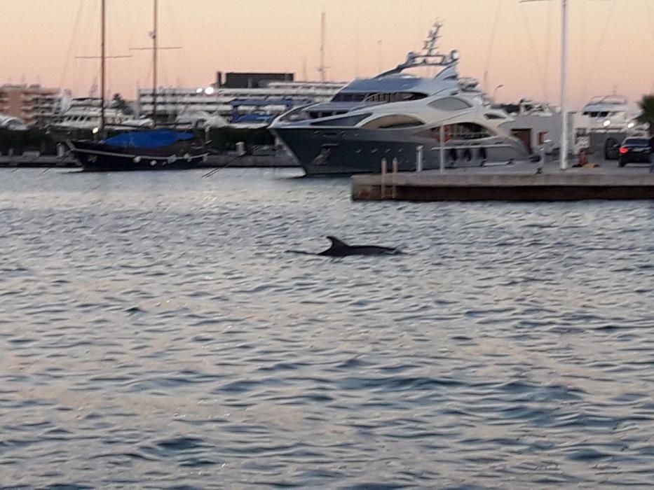 Delfines en Ibiza