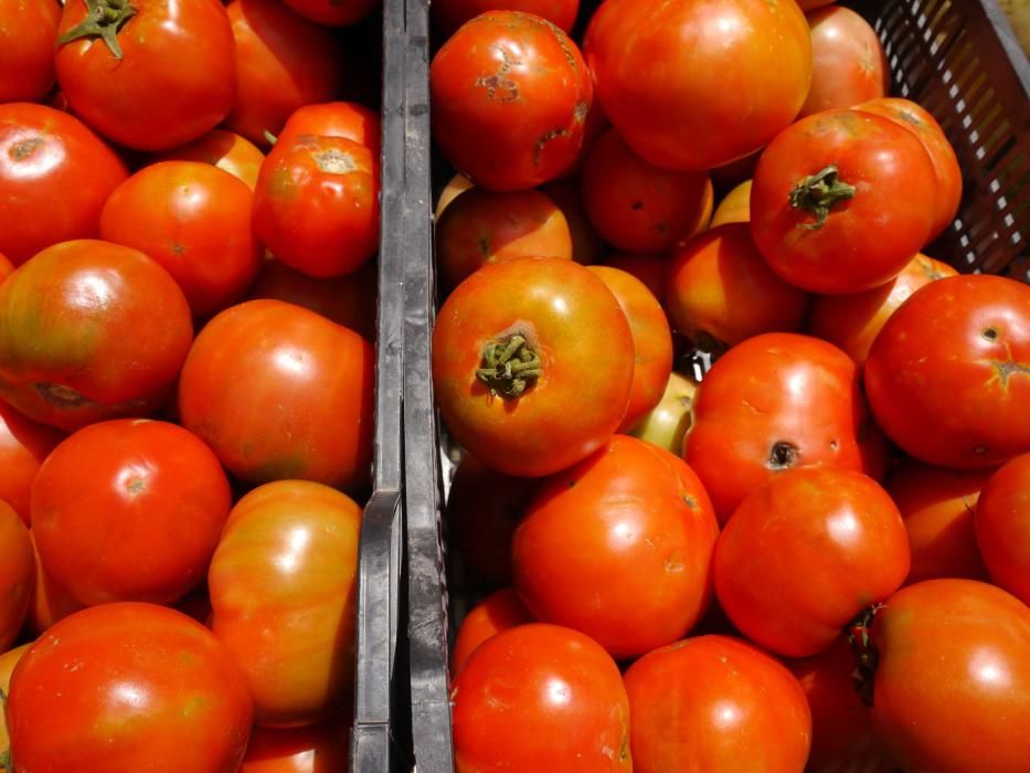 Orgullo de lucha por la huerta del sur