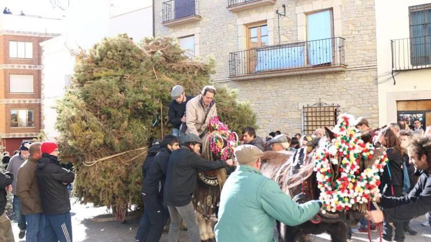 Albocàsser vive con intensidad sus &#039;rossegades&#039; de Sant Antoni