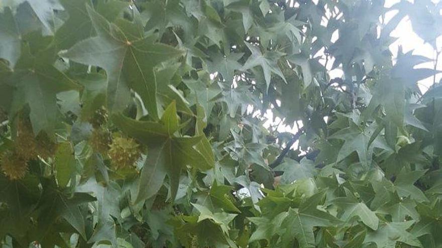 Una colònia d&#039;abelles obliga a tancar el parc de la plaça de la Sardana a Ripoll