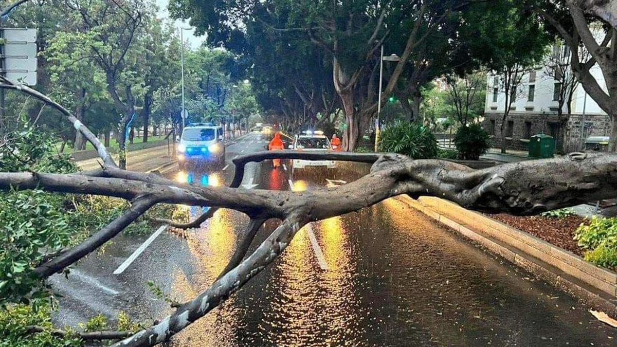 Caída de un árbol en la Avenida Pérez Armas de Santa Cruz de Tenerife.