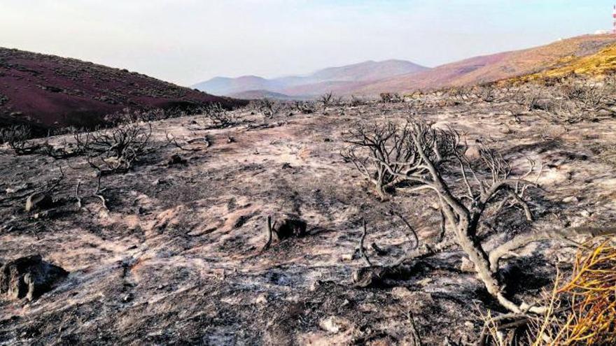 El fuego provoca «graves daños» a la retama, especie protegida del Teide