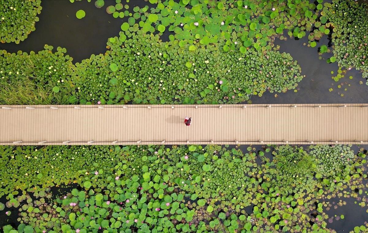 Imagen aérea que muestra a un visitante viendo plantas de loto desde una pasarela junto al antiguo canal en Yangzhou, en la provincia de Jiangsu, al este de China.