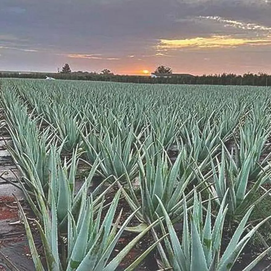 Aloe vera de Fuente Palmera