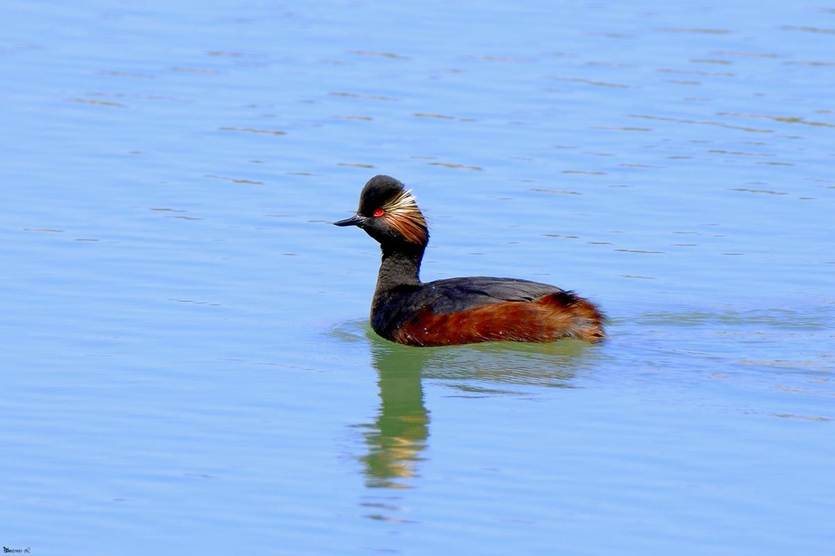 Zampullin cuellinegro ('Podiceps nigricollis').
