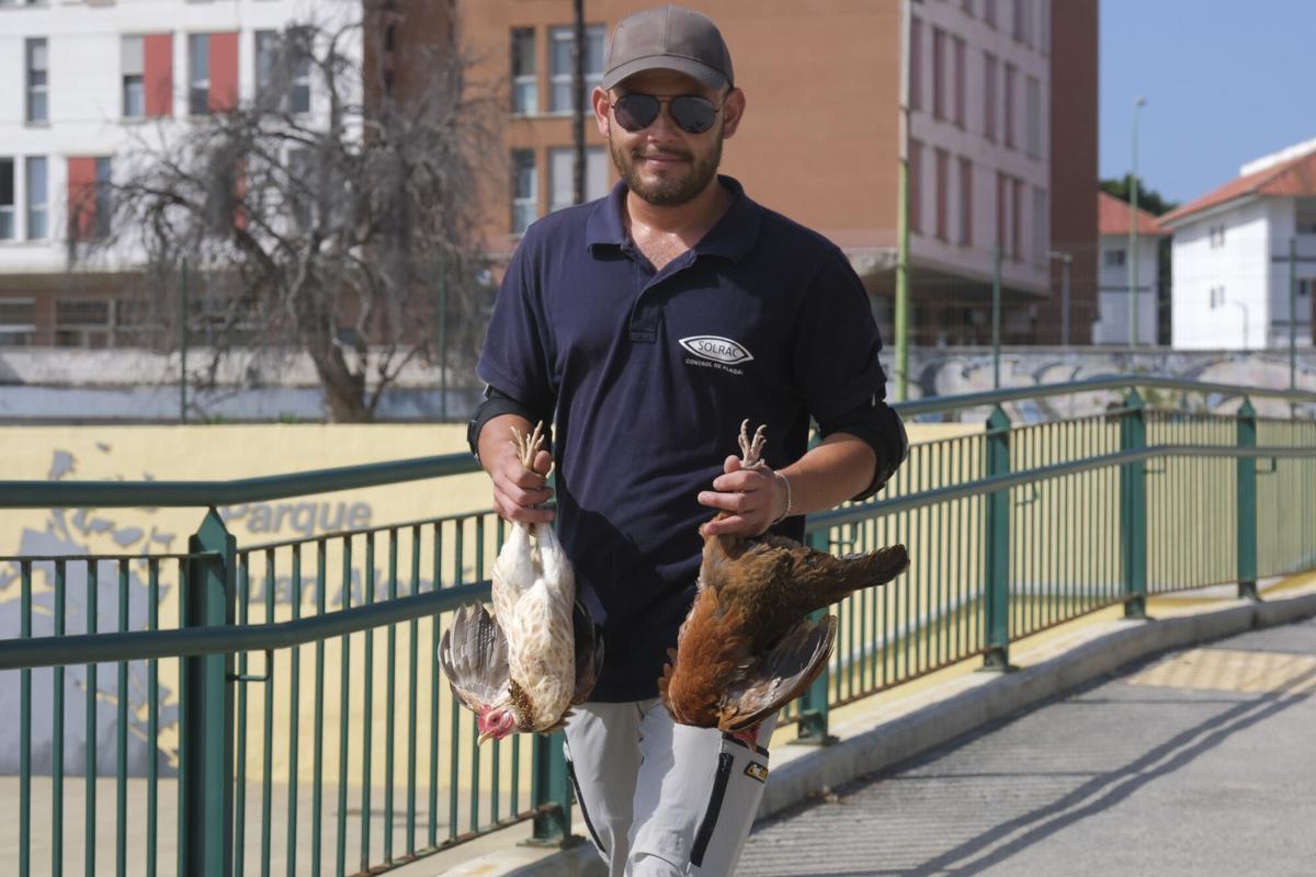El Ayuntamiento organiza una captura de gallos y gallinas en el barrio de La Paterna