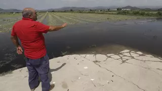 El temporal arrasa la campaña de melones de Morvedre