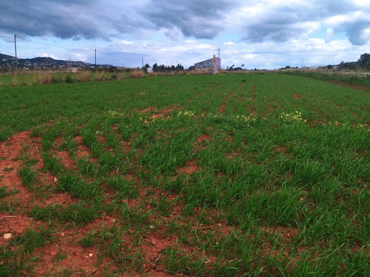 Un campo antes baldío y en el que ahora se ha sembrado el cereal