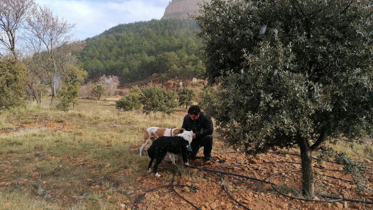 La truficultura invade la Serranía: una alternativa a los cultivos de serrano tradicionales