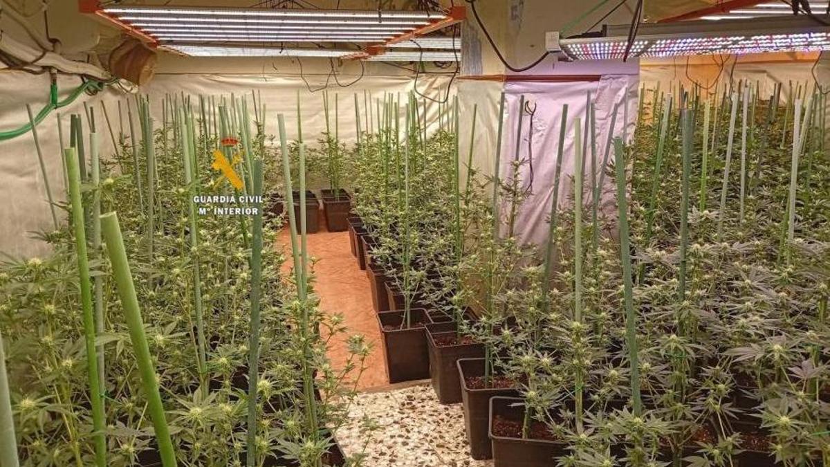 Imagen de la plantación localizada en una vivienda de Benamargosa.