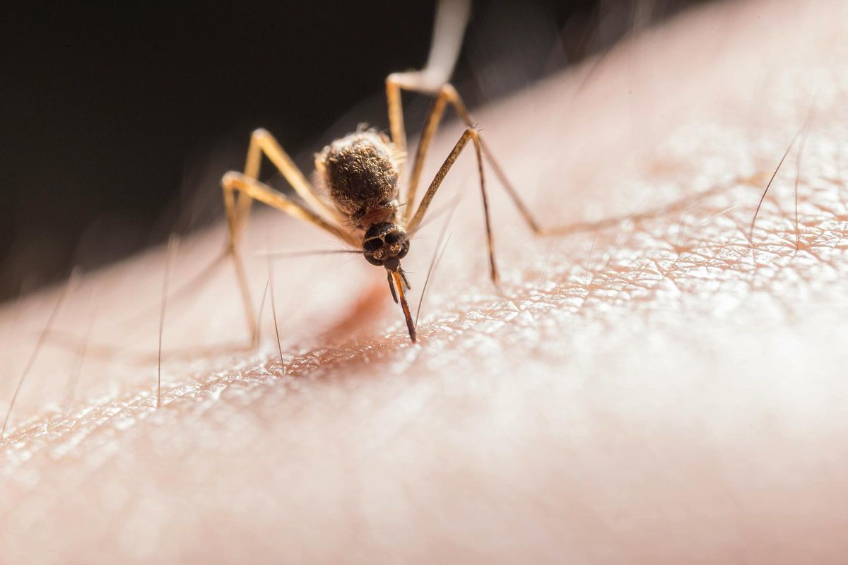 Ana Molina, dermatóloga: &quot;Esto es lo que hace que a unas personas les piquen más los mosquitos&quot;