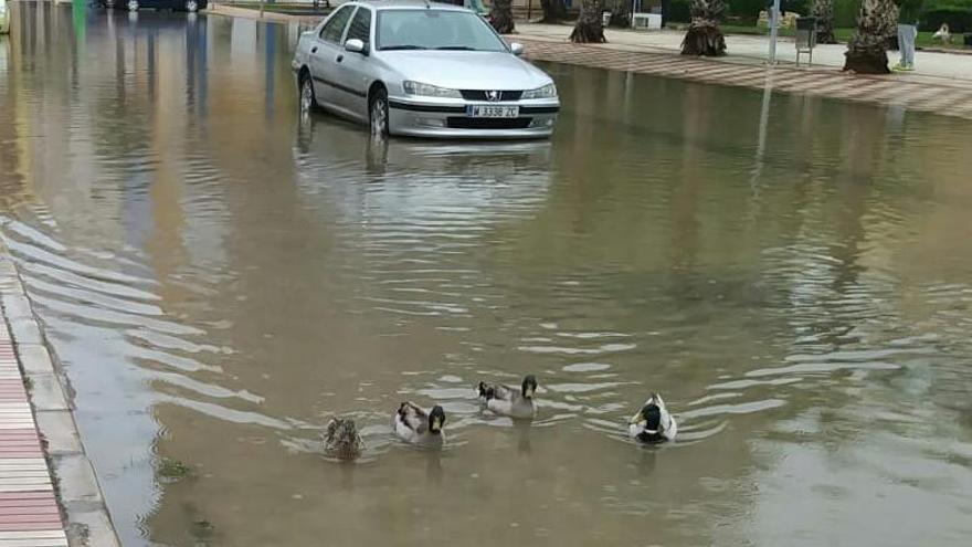 Los patos campan a sus anchas por una vía de la playa de Tavernes