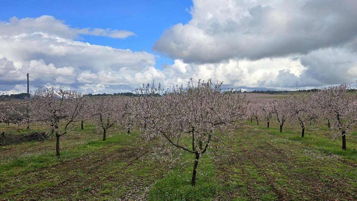 Entre las fincas rústicas de la provincia de Castellón a la venta en la plataforma Cocampo figuran fincas rústicas de cultivos como el almendro.