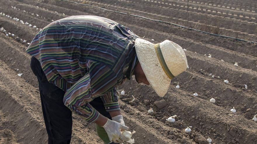 Els productors de calçots comencen ja la campanya pressionats per la forta demanda i el canvi climàtic