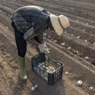 Els productors de calçots comencen ja la campanya pressionats per la forta demanda i el canvi climàtic
