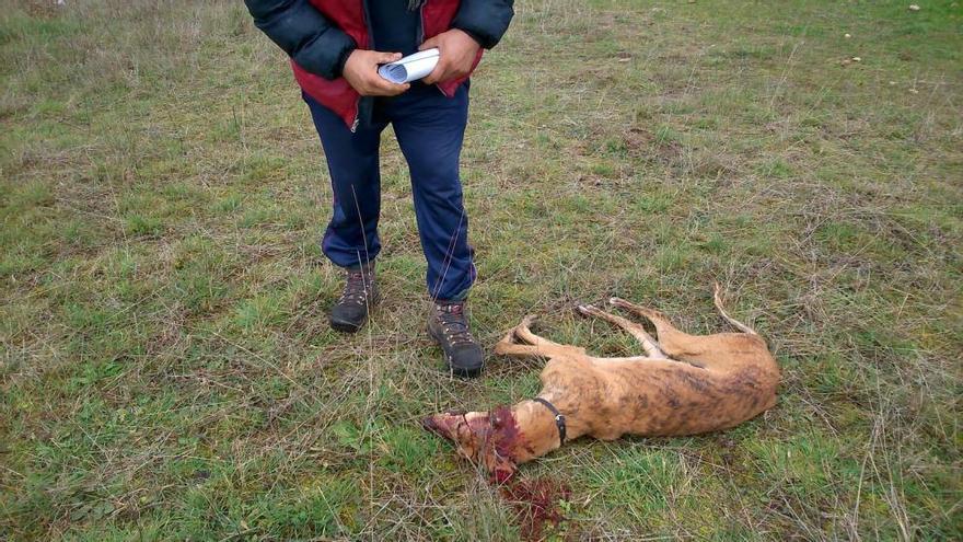 El dueño de los galgos, junto al cadáver del perro muerto