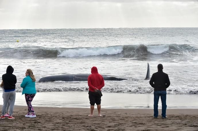 02-02-2019 TELDE. Cachalote muerto varado en la playa de Melenara. Fotógrafo: ANDRES CRUZ