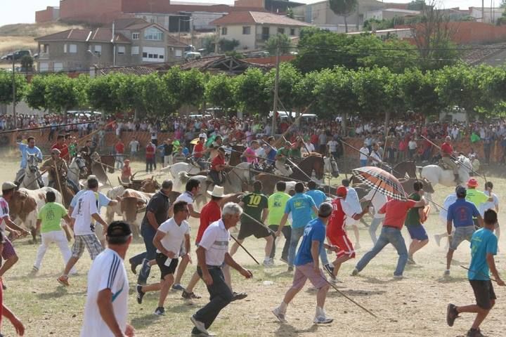 Suelta de vaquillas en las fiestas de La Visitación en Fuentesaúco