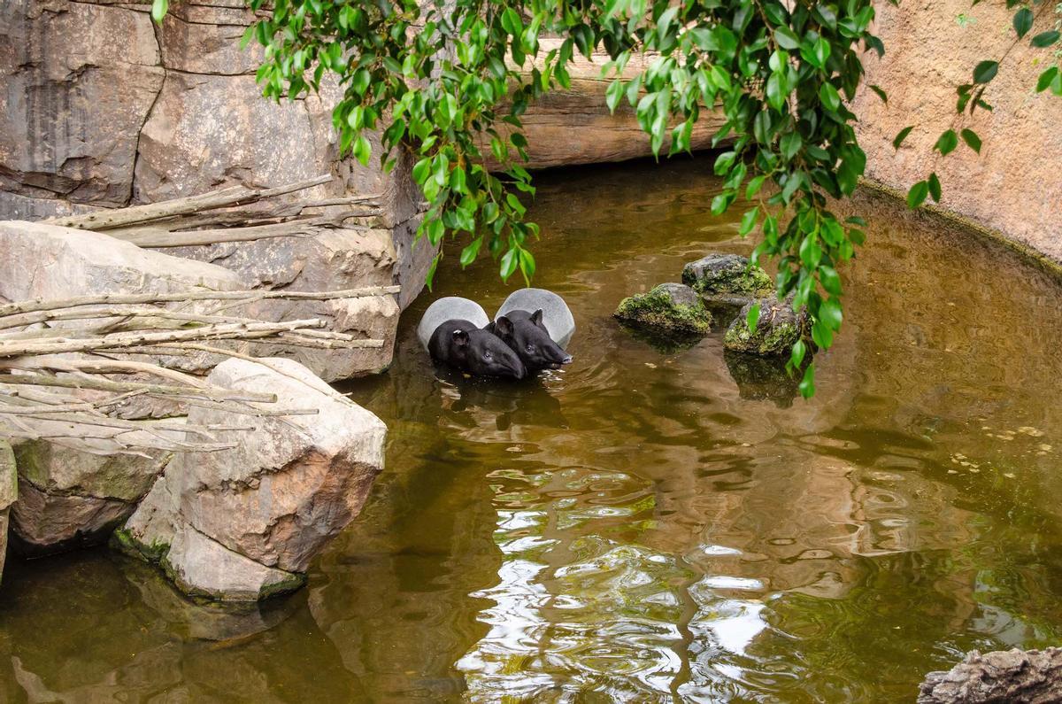 Tapires en el bioparc de Fuengirola