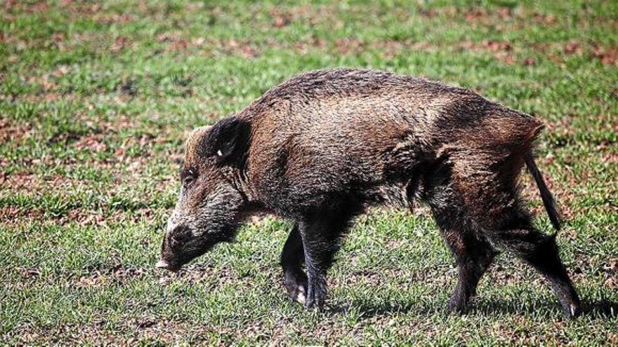 Un porc senglar fotografiat a la finca d&#039;Oller del Mas, on moltes vinyes han patit destrosses