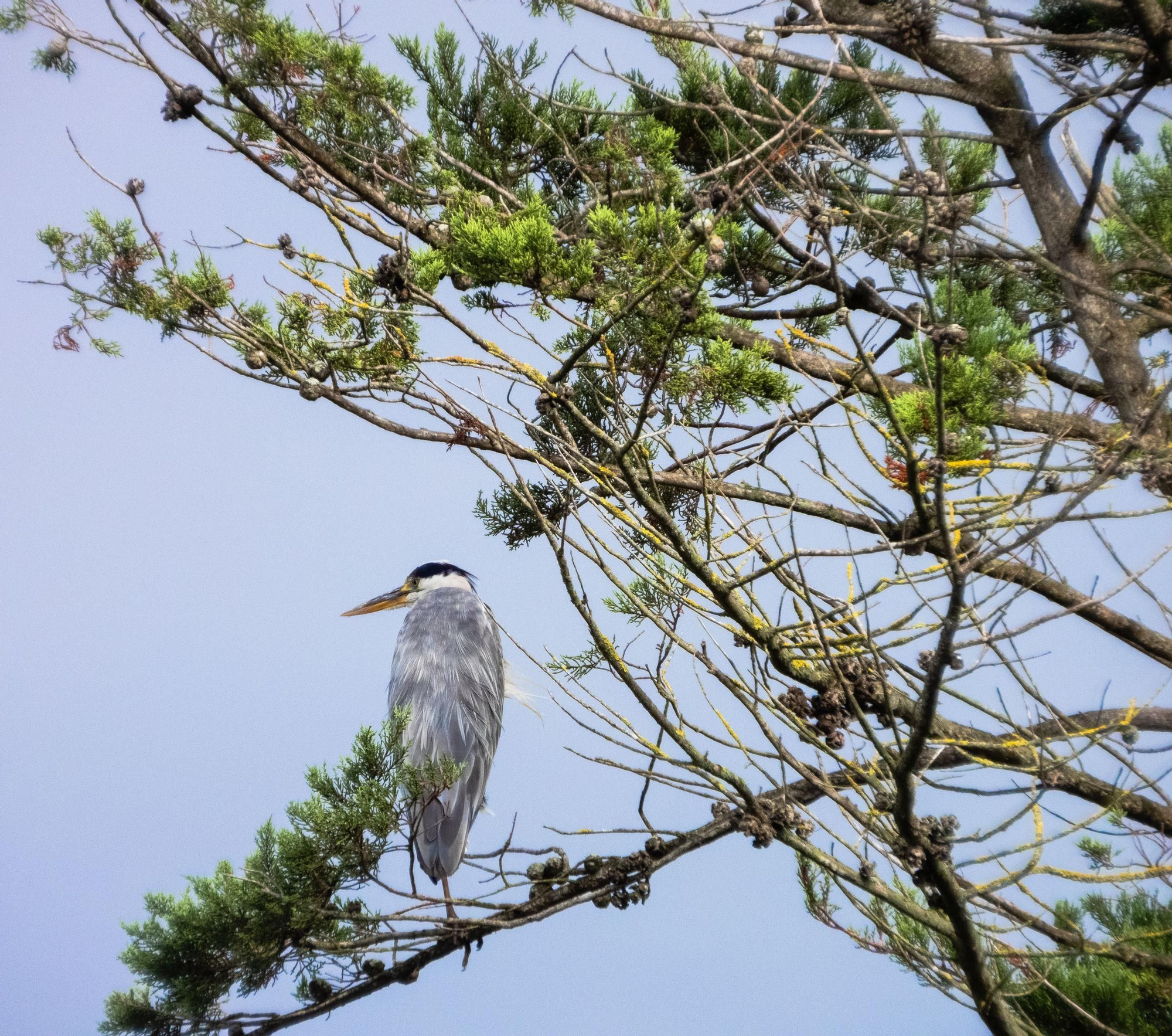 La ría, un espacio único en el que observar más de 300 especies de aves