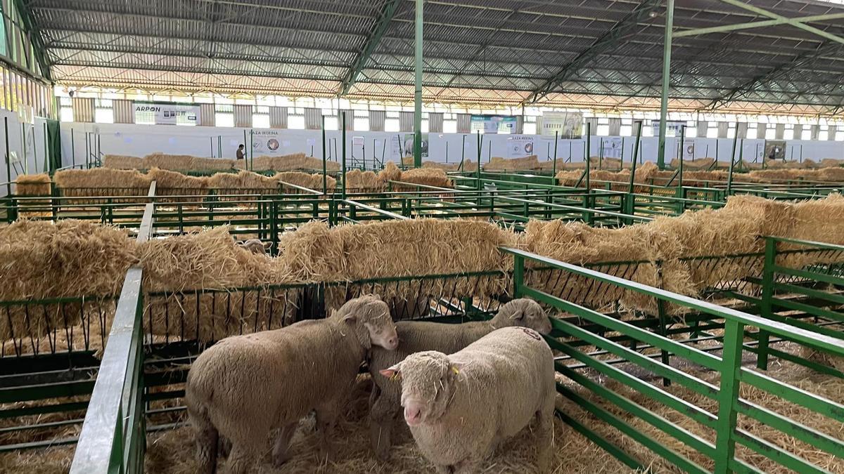 Interior de la nave de ganado ovino de la Feria de Zafra, ayer.