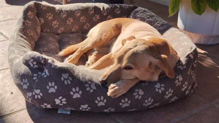 Una perra descansando en su cama