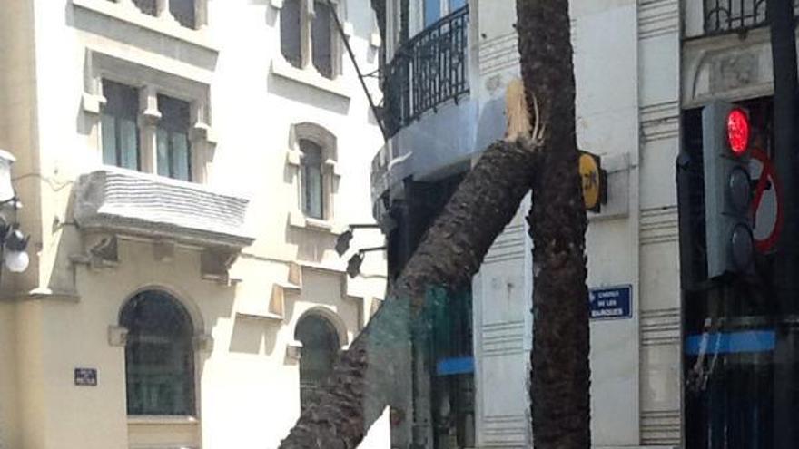 Otra palmera se desploma en el centro de Valencia