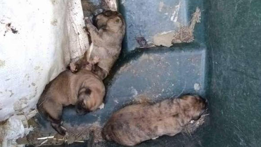 Tres de los cuatro cachorros encontrados en la Casa del Puerto, aún en el contenedor en el que fueron abandonados.