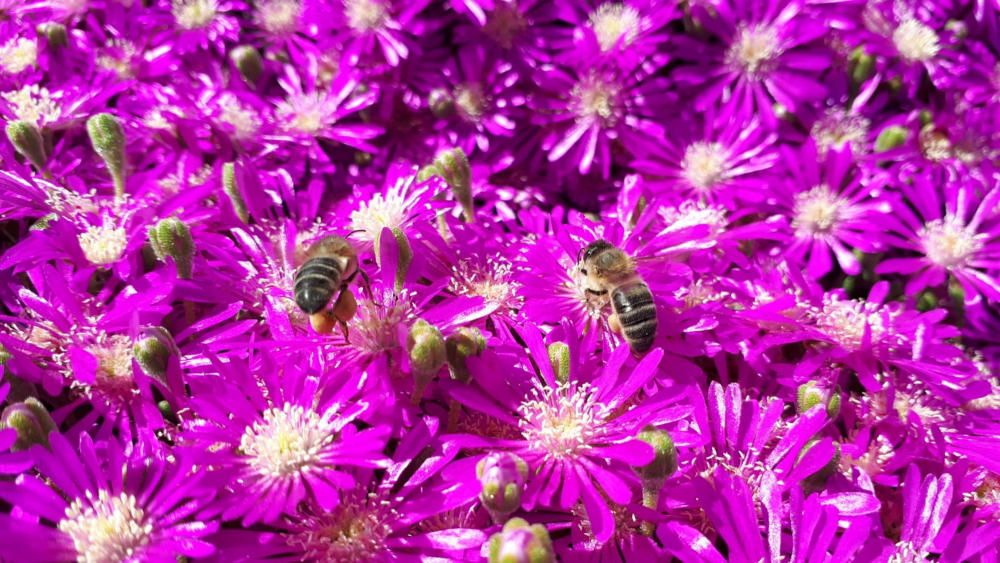 Pol·linització. Una de les imatges que podem començar  a veure durant la primavera és aquesta: uns operaris petits però que fan una feina que és molt i molt important, la pol·linització.