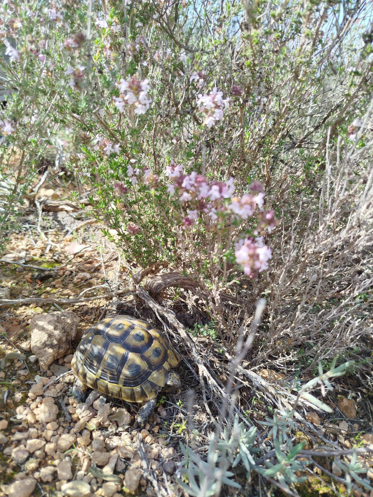 El Área de Ecología de la UMH de Elche comenzó sus investigaciones sobre esta especie en 1999
