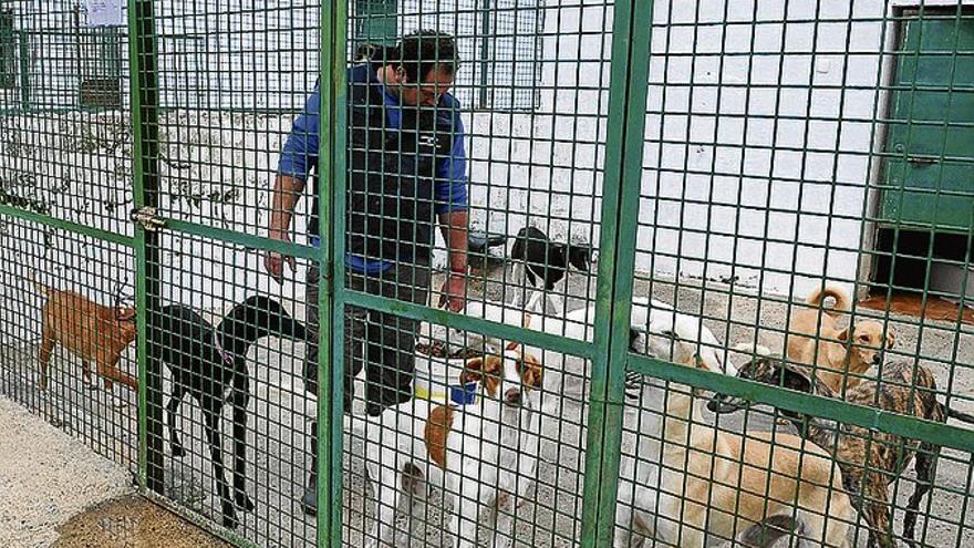 SOS de la protectora porque la perrera ya no acoge más animales