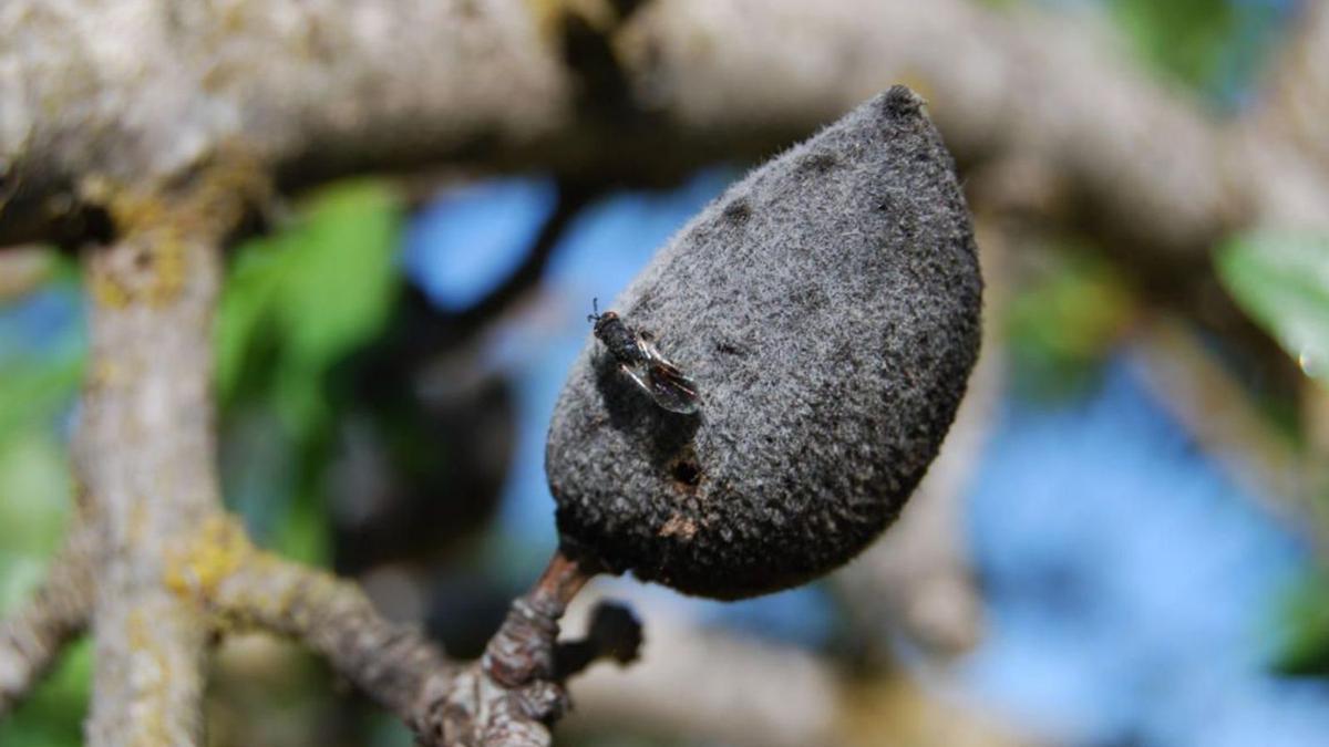 El Imida alerta de la expansión de la plaga de la avispilla en los almendros.                                                                                 | CARM