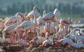 La odisea de los polluelos de flamenco de la laguna de Torrevieja: la guardería no desaparece, se traslada