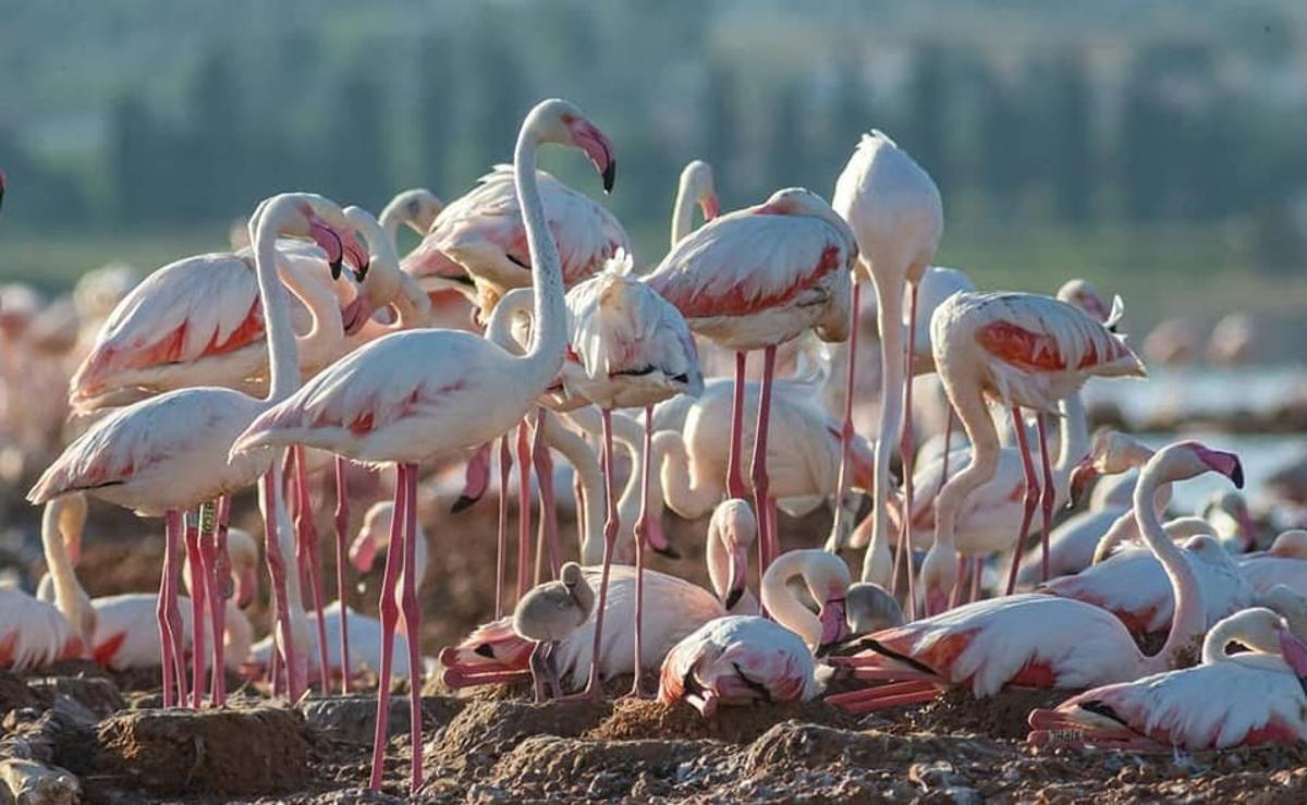 Los flamencos crían por primera vez en 37 años en la laguna de Torrevieja