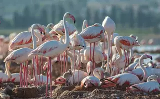 Torrevieja se llena de flamencos recién nacidos: las imágenes más tiernas del año